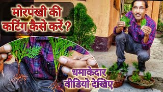 मोरपंखी की कटिंग्स लगाने का धमकेदार तरीका आपने आज तक नहीं देखा होगा  Unique Thuja Cutting method [upl. by Pravit]