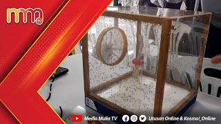 Pelepasan nyamuk Aedes Wolbachia cegah demam denggi [upl. by Ednalrym]