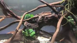 Killifish rescape and shrimp tank set up [upl. by Kingsbury]