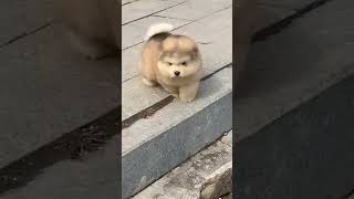 Cute Alaskan malamute puppies running ♥️🥰♥️ [upl. by Koeppel]