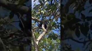 Costa Rica  Pura Vida 🇨🇷  Brüllaffen wildlife nature tree [upl. by Layod]