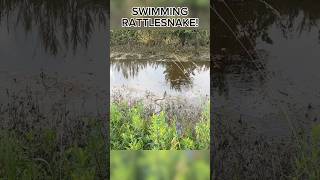 Canebrake Rattlesnake Swimming [upl. by Pals]