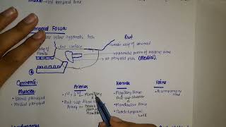 Anatomy of Infratemporal fossa [upl. by Juliana]