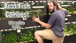 The Best Stocking Ideas for Your Fish Community in a 55 Gallon Tank 🐠 [upl. by Ever]