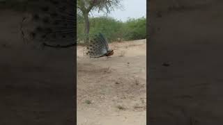 beautiful peacock dance shortvideo viral [upl. by Neerroc]