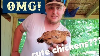 Are Mille Fluer dUccles for you Cute bantam chickens [upl. by Dexter]