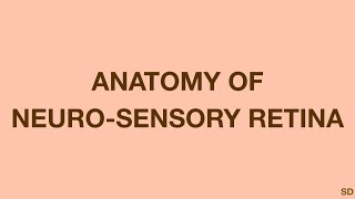 Retina Session 02 Anatomy of Neurosensory Retina [upl. by Schroth]