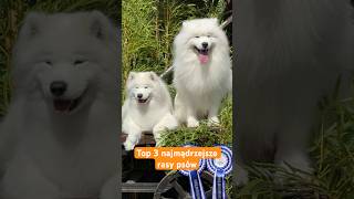 Top 3 najmądrzejsze rasy psów 🐕 [upl. by Pascal]