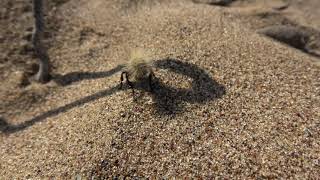 Thistledown velvet ant Dasymutilla sackenii [upl. by Colbert]