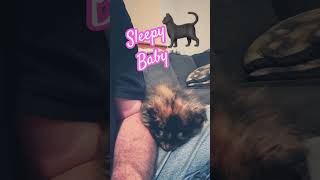 Sleepy kitty cat 🐈‍⬛ 💗She must of played all day🥰Backyard415 kitty cat catlover shorts [upl. by Abel]