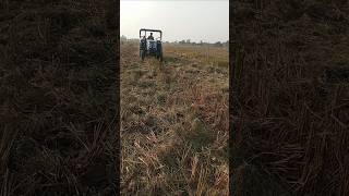 Tiger 55 ki chal and saund tiger55 tiger 🐅 shortsvideo [upl. by Candi76]