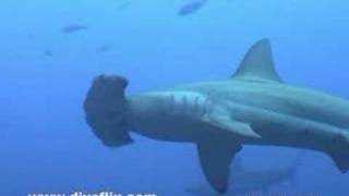 Hammerhead Sharks  Cocos Costa Rica [upl. by Monsour]