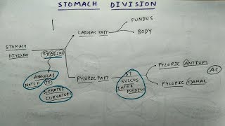 Stomach Division  TCML [upl. by Oicnoel]