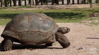 Patches the Aldabra Tortoise Walks to Her Summer Exhibit [upl. by Malaspina686]