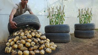 What a pity if you dont know about this method of growing potatoes in tires Large many tubers [upl. by Lorraine578]