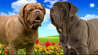 Dogue de Bordeaux VS Neapolitan Mastiff Highlights [upl. by Aikel]