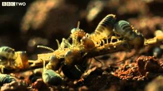 The Giant Anteater and the Termites  Secrets of our Living Planet  Episode 2  BBC Two [upl. by Nilam153]