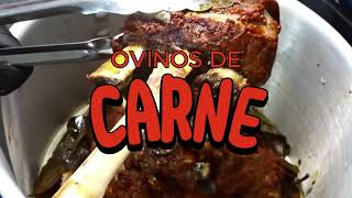 Principales Razas de Ovinos de Carne [upl. by Sukey]