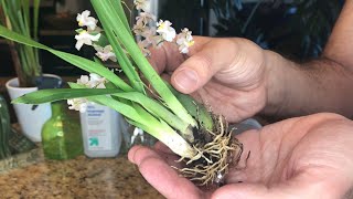 Repotting My New Oncidium Twinkle SemiHydroponics [upl. by Ecniuq]