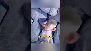 Funny monkey videos 😂😂comedy funnyfunnyshorts [upl. by Hahseram]