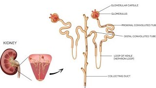 Fisiologia Renal La Nefrona [upl. by Lamhaj637]