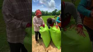 Farmers put rice in sacks rice farmer farming riceharvester happy good sports [upl. by Ricca]