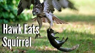 Red Tail Hawk Eats Squirrel [upl. by Navi]