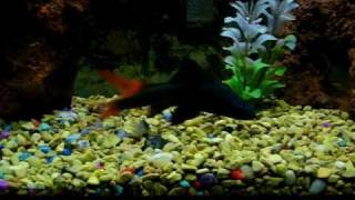 Red Tailed Black Shark 55 gallon RIP [upl. by Nosyd689]