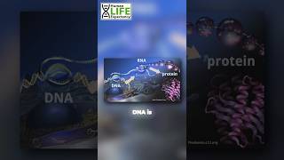 DNA vs RNA epigenetics insurance longevity [upl. by Anaillil347]