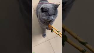 Funny Cat 😼 Cat videos Compilation 🙀 FunnyCats Episode 2918 [upl. by Elleirol]