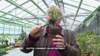 Comment entretenir ses cactus [upl. by Alysia]