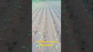 Clause Madhubani F1 cauliflowershort video [upl. by Delija]