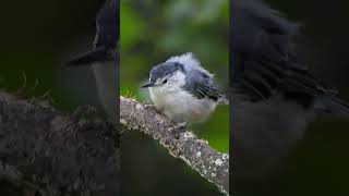 White breasted Nuthatch Takes Flight Soaring Right Into Your Screen [upl. by Geof]