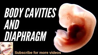 Special embryology  Body cavities and diaphragm [upl. by Lrem]