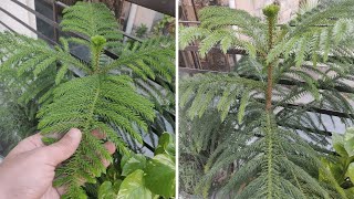 Araucaria Plant  How To Grow amp Care AraucariaChristmas Tree Plant in Pots at Home [upl. by Berna]