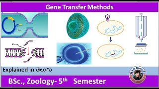 Gene Transfer Methods Chemical Transduction  conjugation  gene gun  micro injection HSR Bioinfo [upl. by Estevan]