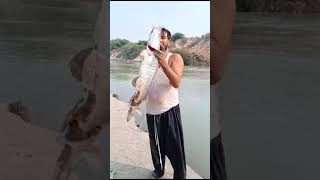 Singhara Fish  Big Catch  River Indus  Mianwali [upl. by Ellimac343]