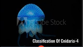 Classification of Cnidaria Anthozoa Scyphozoa Hermit crabsea anemone NEET [upl. by Kappenne40]