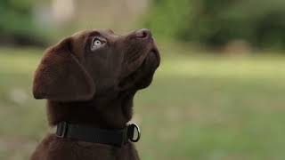 Chocolate Lab Facts [upl. by Mroz]