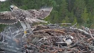 Elder osprey chick fledged  1 Sääksilive Osprey Cam  July 31 2024 [upl. by Buzzell]