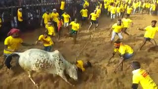 Jallikattu kickstarts in Tamil Nadu with stricter norms [upl. by Awe]