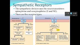 Autonomic Nervous System Sympathetic Receptors [upl. by Colburn]