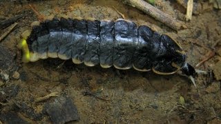 Glow Worm of Borneo [upl. by Kristo]