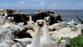 Galapagos 3D  mit David Attenborough  Trailer HD Deutsch  German [upl. by Mosley873]