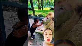 little boy you love to lionlion lionfight zoo animals baby ytshorts youtuberrs [upl. by Eivlys]