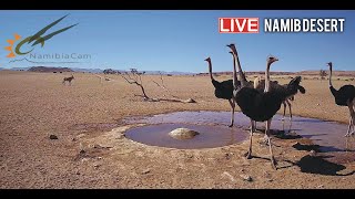 Namibia Live stream in the Namib Desert [upl. by Ysset85]