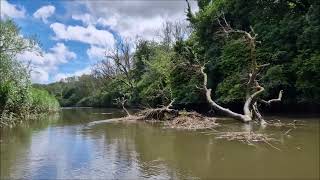 Stunning scenes on a selfdrive boat trip on the fastest tidal river in the UK  including a seal [upl. by Vincenta367]