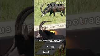 Sable Antelope Ranking wildlife animals deer facts [upl. by Kelcy291]