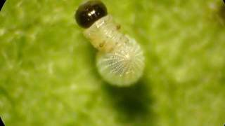 Monarch Caterpillar Hatching from Egg [upl. by Artina606]