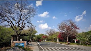 Beautiful JNU Campus in Full Bloom Photographic Tour 1 [upl. by Bearce]